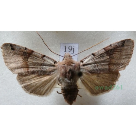 Agrochola litura (Linnaeus, 1758) Źrenicówka przecinkówka Czech19j